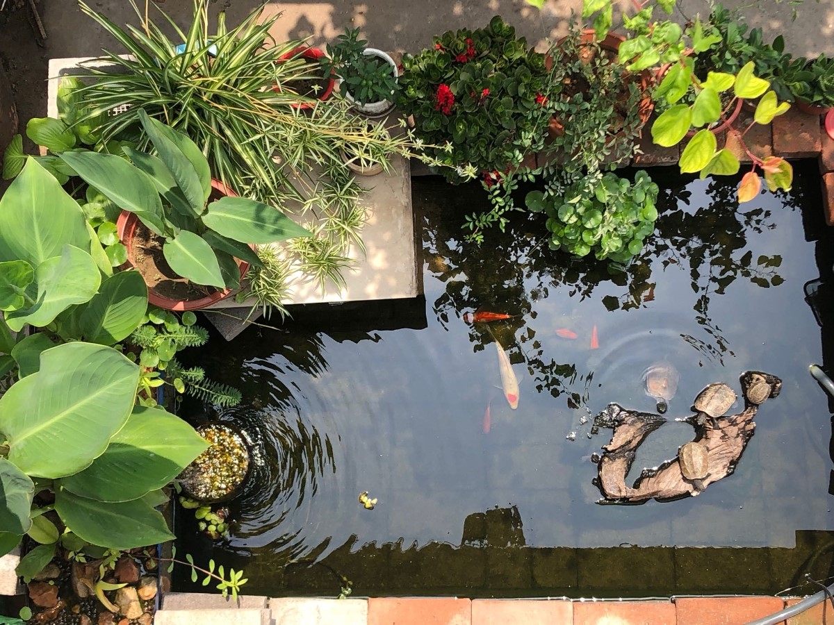 切身體會“魚池文化”，首先選購一款上好的魚池過濾器