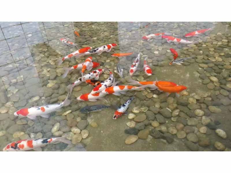 全自動(dòng)循環(huán)水設(shè)備